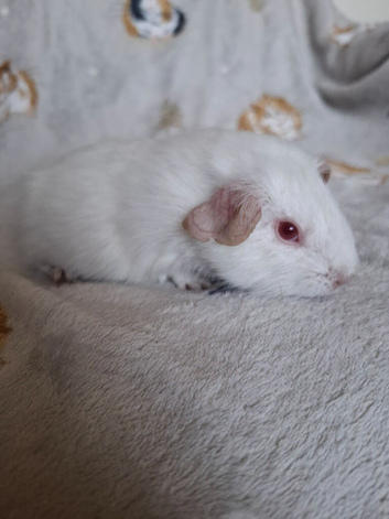 PEW (Pink eyed white) Smooth Baby Girl Guinea Pig