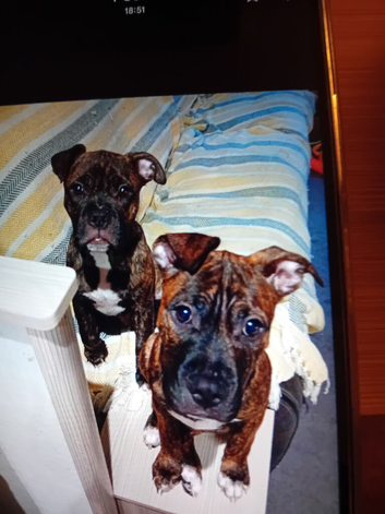 Staffordshire cross