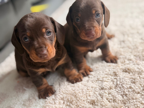 Miniature dachshund puppies