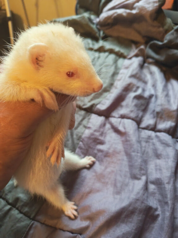 Ferret kits