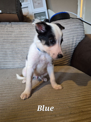 Pure Border Collies mixed litter looking for their new homes.