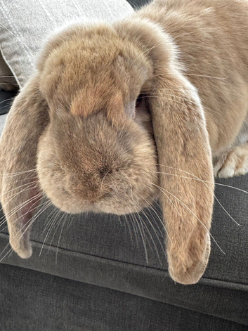 Giant French lops