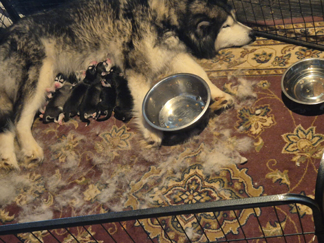 Malxhuskie pups