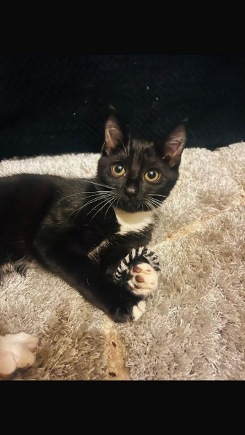 1 Beautiful female kitten, ready to go now !