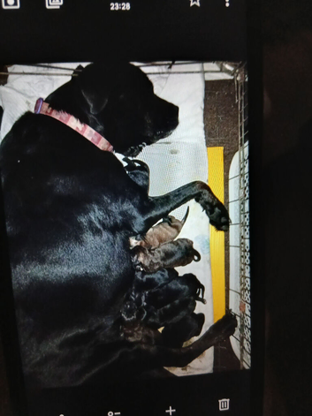 10 weeks old Rottie  cross Labrador puppies