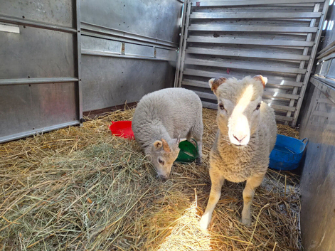 Ewe lamb and ram lamb