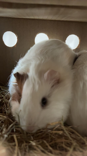 2 girl guinea pigs 4 months old