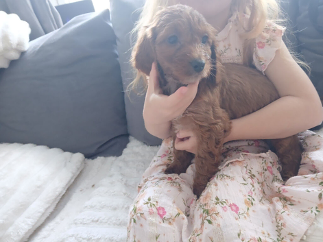 5 red cockerpoo puppys