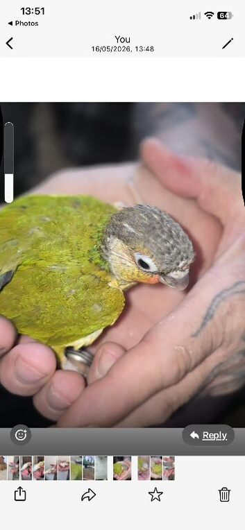 Hand reared green cheek conures