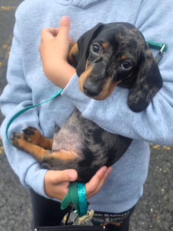 Male pup