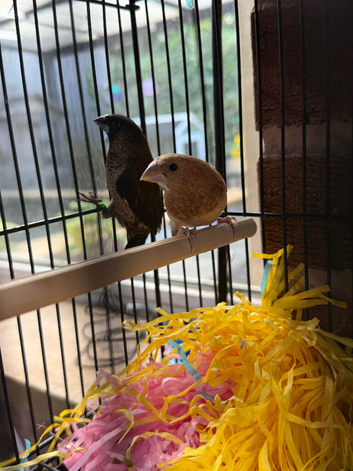 1 pair of bengalese finches