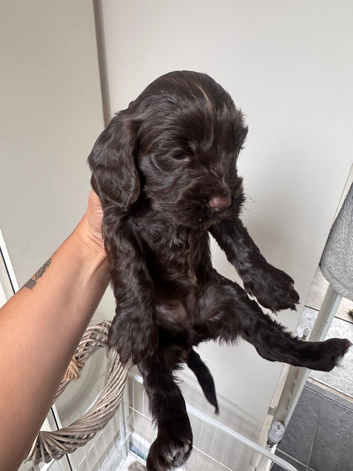 cockapoo puppies
