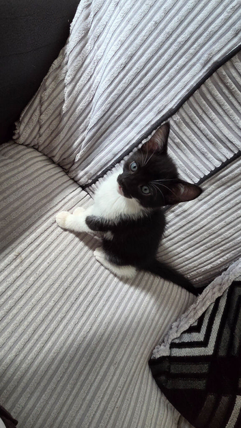 Kittens for sale to good homes