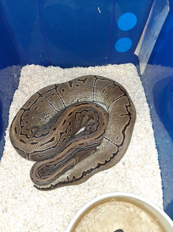 Adult (male) pinstripe
