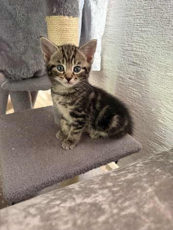 2 beautiful kittens needing new homes