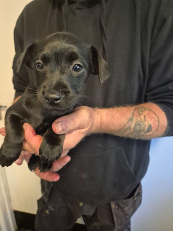 Patterdale/lakeland pup