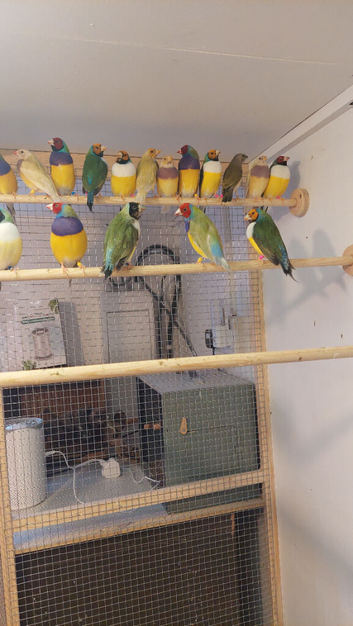 Gouldian finches and two pairs of green singers with spare male