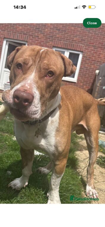 American bull staffy