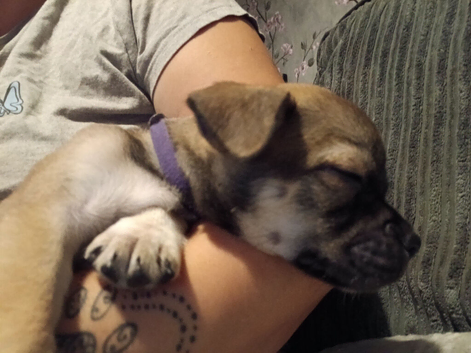 5 beautiful, playfull puppies for.sale