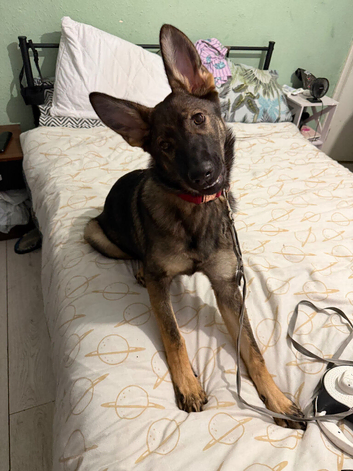 German shepherd puppy for sale in Brent
