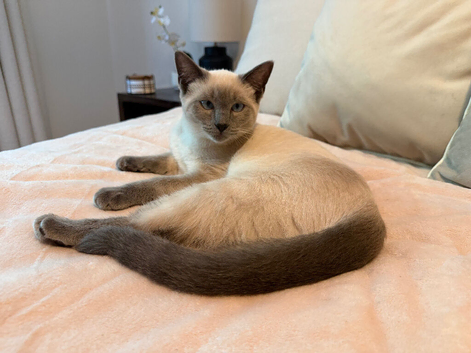 Ragdoll x siamese