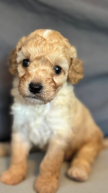 Cavapoochons fully health tested parents