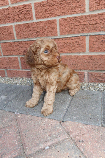 Cockapoo puppies ready to leave 9 th September