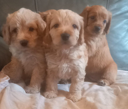 F1b cockapoo puppies