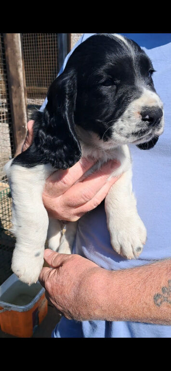 SPROCKER (ENGLISH SPRINGER X COCKER SPANIEL) PUPS