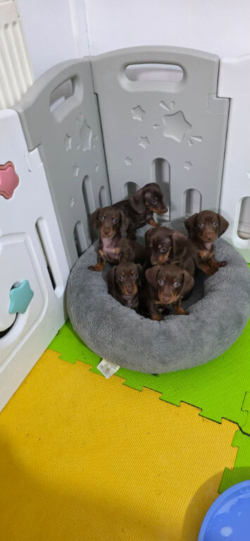 Miniature dachshund puppies