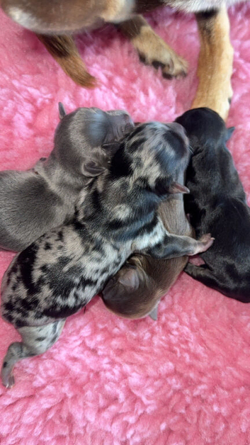 Stunning black Merle male smoothcoat
