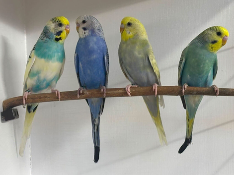 Young budgies