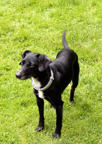 URGENT! Two 8-year-old Cocker-Jack Female Dogs