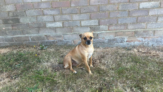 Female Chihuahua