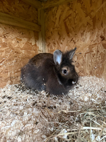 3 rabbits looking for new home