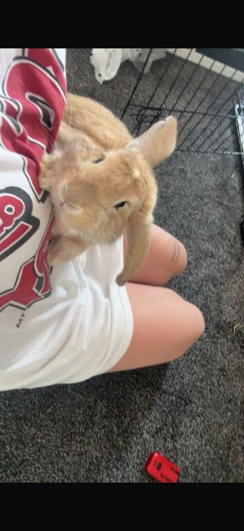 Giant lop babies