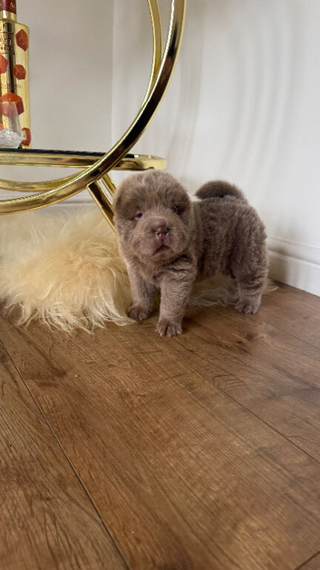 Top quality bear coat shar peis for sale