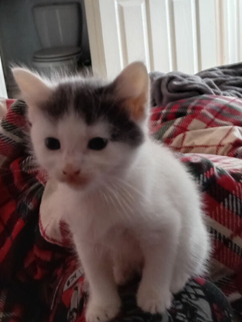 Kittens have just been weaned and litter trained