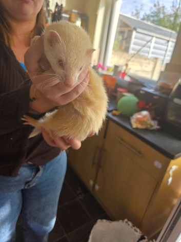 Chipped Beautiful & Very Friendly 11-Month-Old Albino Jill (Nibbles) Looking for a 5★ Home