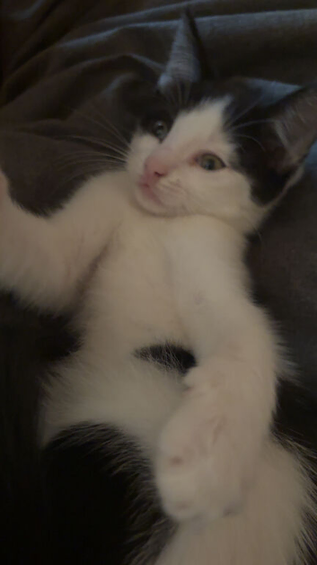 Kitten