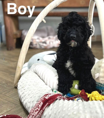 Rolo stunning litter of 2 puppies ready now