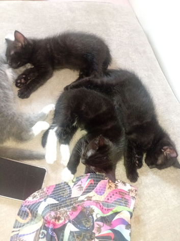 Half Ragdoll kittens
