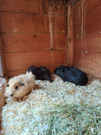 Gorgeous coloured Guinea pig babies