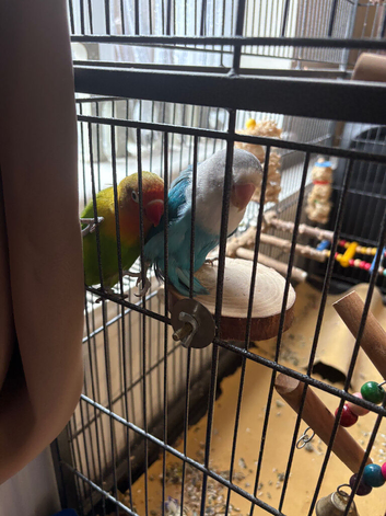 Pair of lovebirds and full set up +extras
