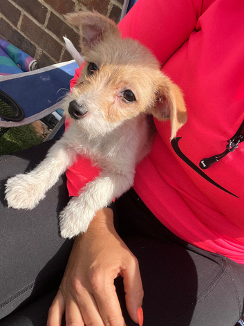 Miniature Jack Russell + Maltese