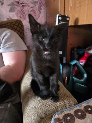 I have 1 black kitten male