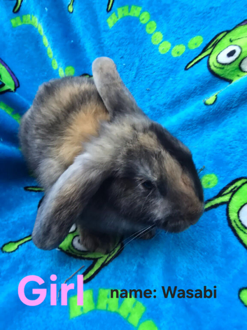 Ready Now Mini lop X Angora Bunnies