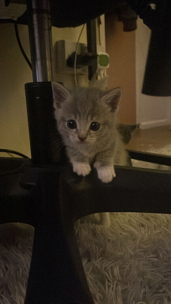 5 kittens