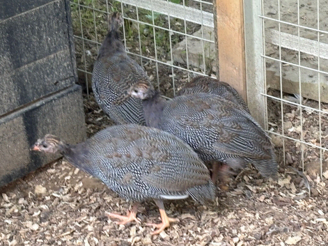 2 month old Keets