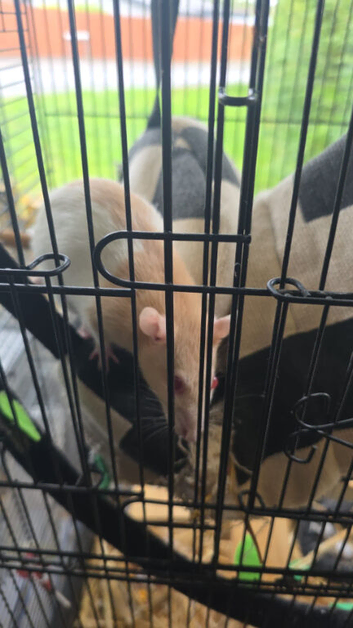 2 female rats